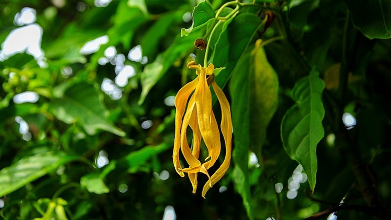 A ylang-ylang flower