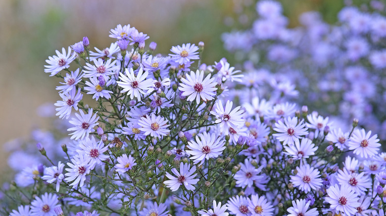 Purple asters blooming