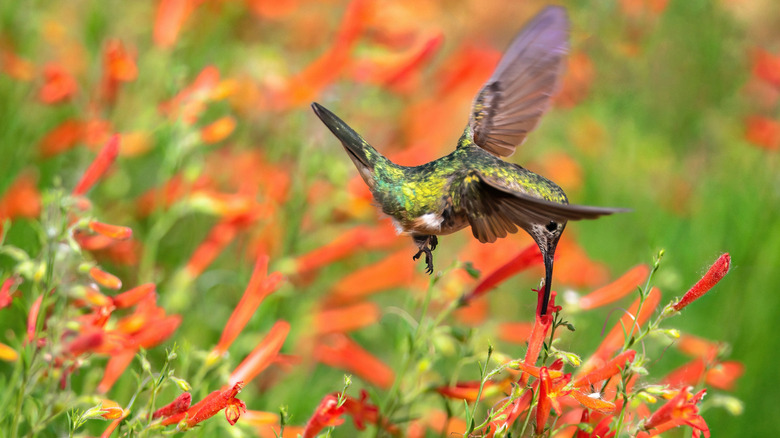 A green hummingbird flying and drinking from orange penstemon flowers