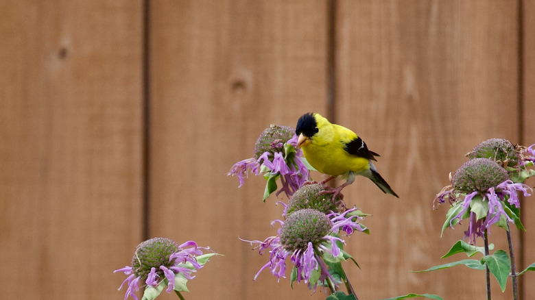 Goldfinch eating seeds from from bee balm