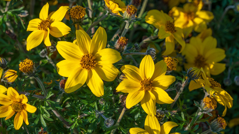 Bright yellow beggartick flowers in a softer evening sun facing directly at the camera