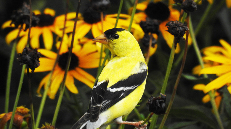 A yellow goldfinch in front of black-eyed Susans