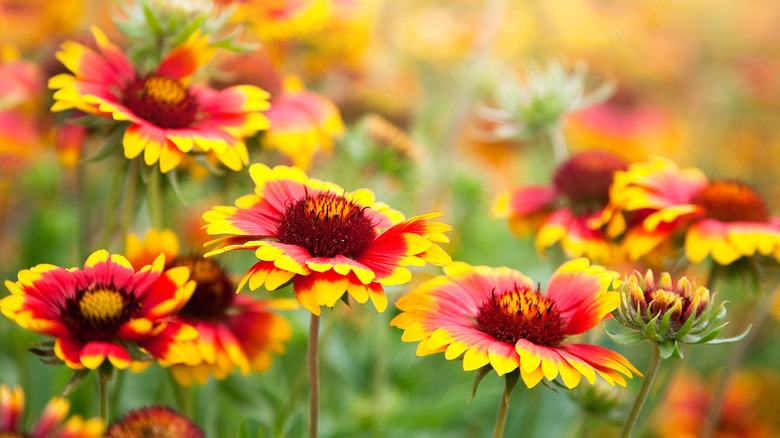 Red and yellow blanket flowers facing up towards the sky in full bloom