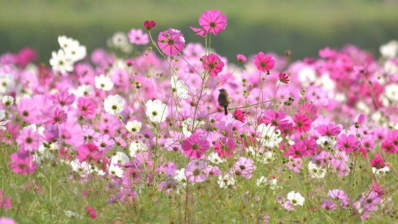 A field of bright pink and white cosmos with a bird sitting on one of the stems