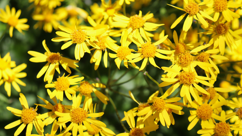 A close up of a field of golden groundsel in the sun