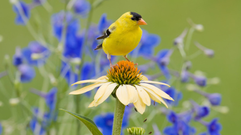 A small yellow and black songbird on a  pale yellow flower with blue flowers in the background