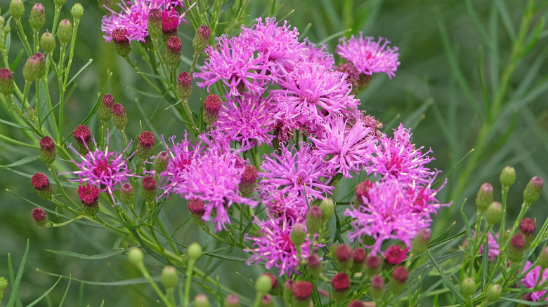 Purple ironweeds in blooms growing in greenery