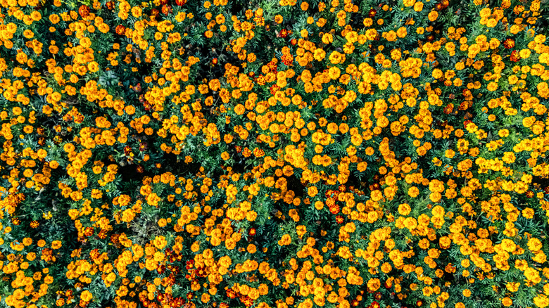 Aerial view of a field of orange marigolds