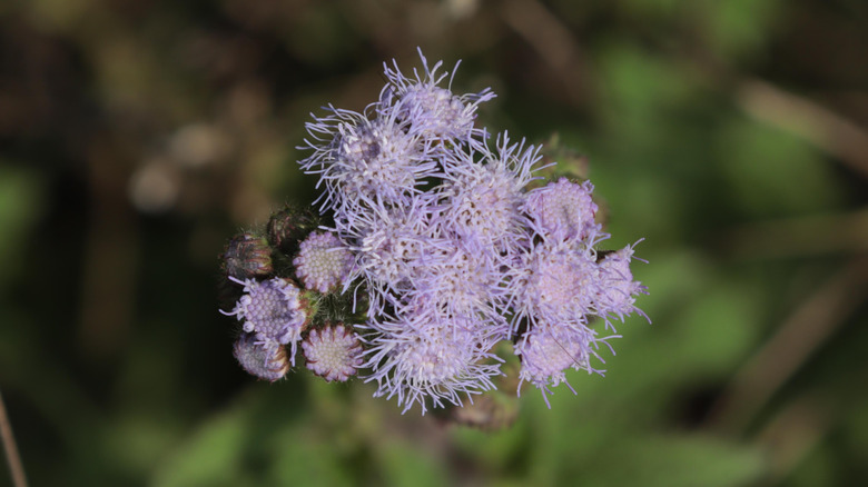Close-up of light blue mistflower bloom against ground.