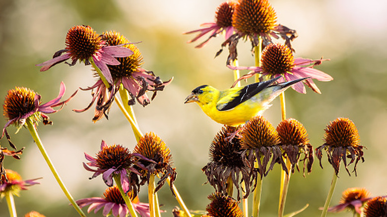 A clump of drying coneflowers outside, with a goldfinch on top