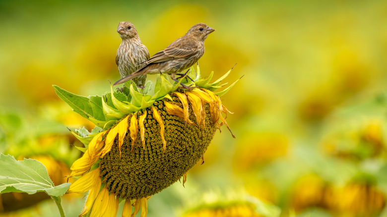 A field of sunflowers with two brown finches on top of a dying sunflower head