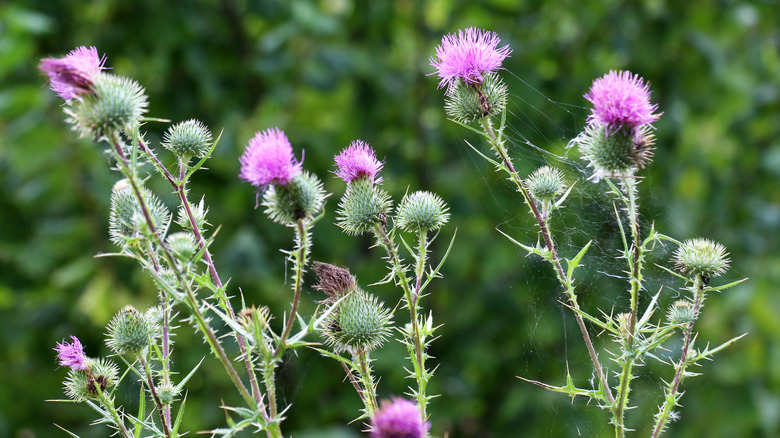 Thistle plants with spider webs on them, sprouting purple blossoms.