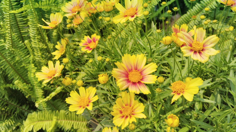 Bright yellow and pale pink tickseeds growing next to ferns outdoors