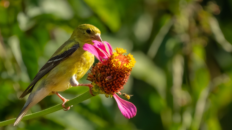 A goldfinch plucking seeds from a pink zinnia with just a few petals remaining on the bloom