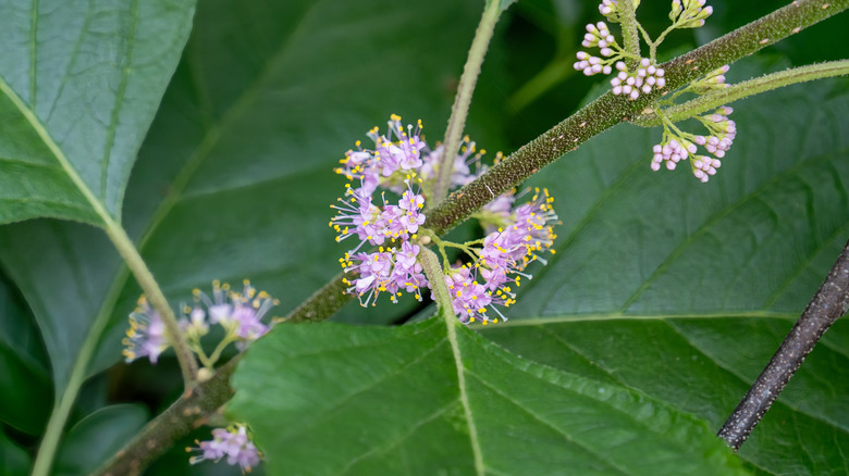 Purple flower clusters on American beautyberry