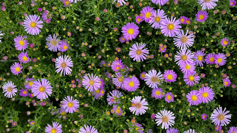 Purple asters and flower buds