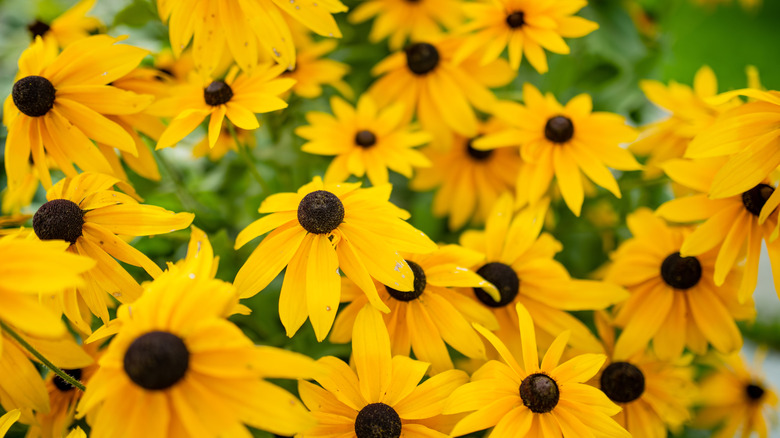 Yellow black-eyed Susan flowers