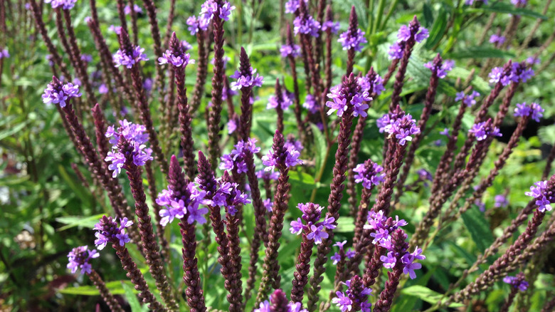 Purplish blue vervain flowers