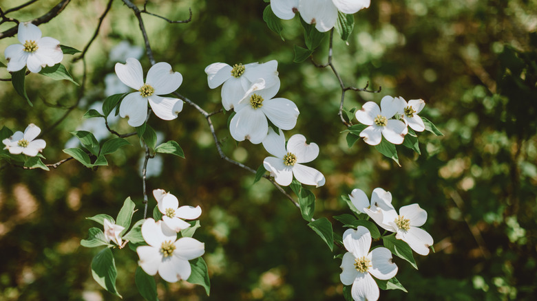 White flowering dogwood flowers