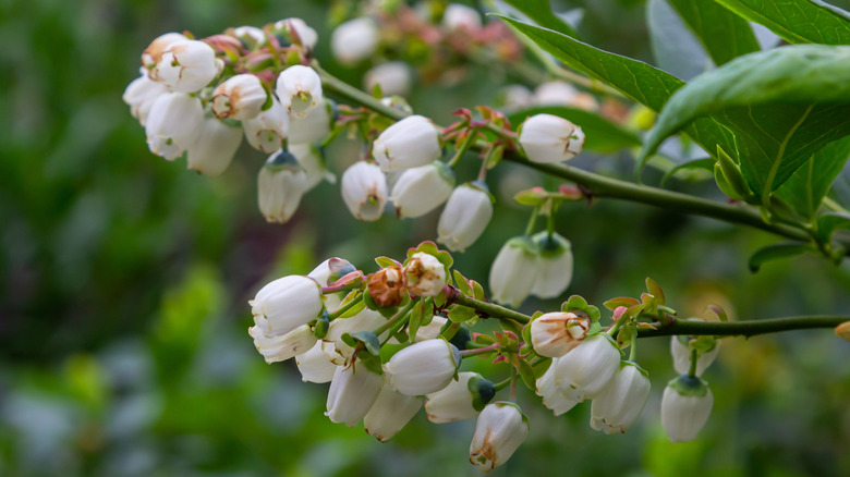 White highbush blueberry flowers
