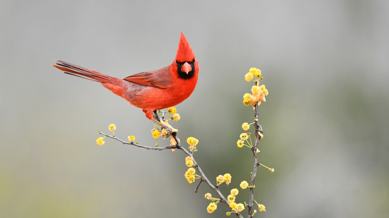 Northern cardinal perched on a branch with yellow flowers