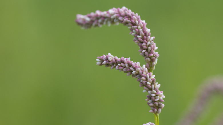 pale pink Pennsylvania smartweed flower spikes
