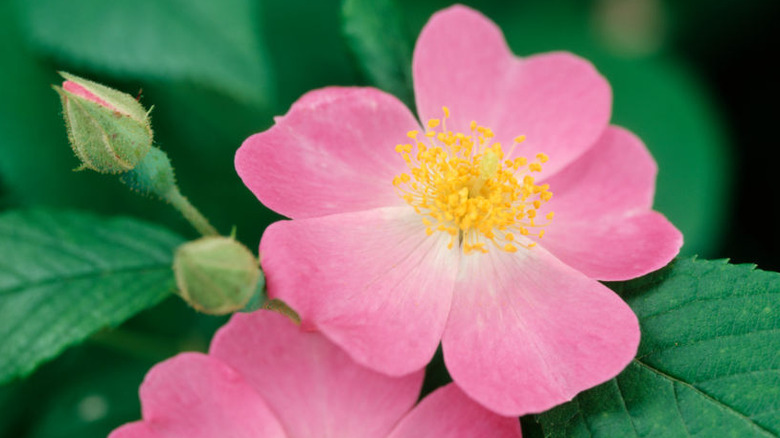 Closeup of pink prairie wild rose flowers and buds
