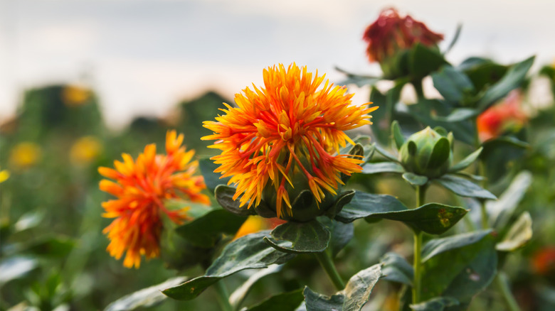 Close-up of an orange safflower bloom