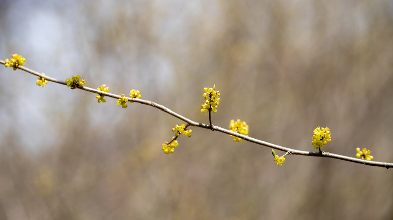 Southern spicebush branch with yellow flowers