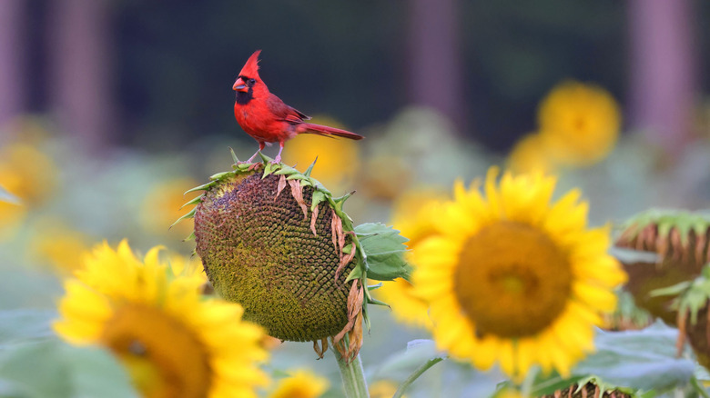 A bright red cardinal perched on a sunflower