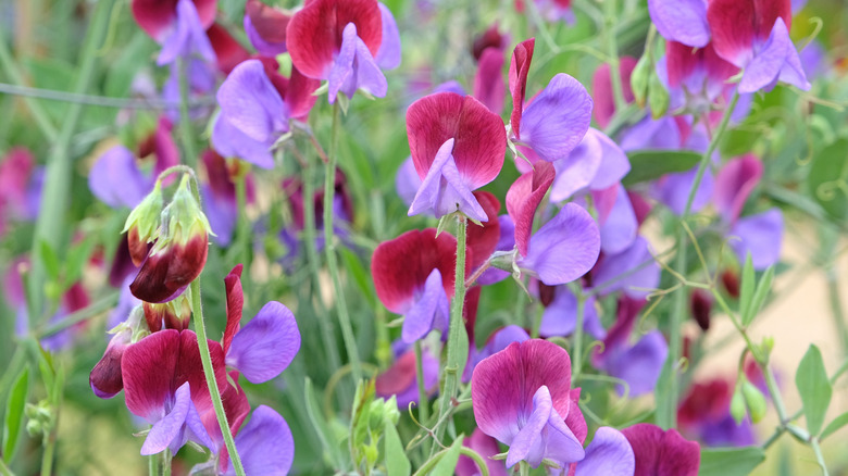 Fuchsia and lavender sweet pea flowers