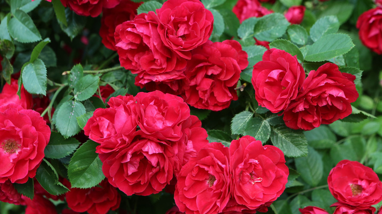 Clusters of red 'Amadeus' roses in bloom