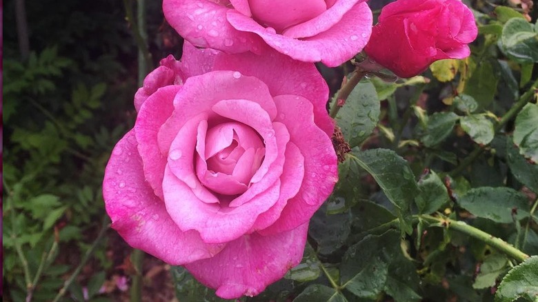 A Barbra Streisand roses covered in dew drops