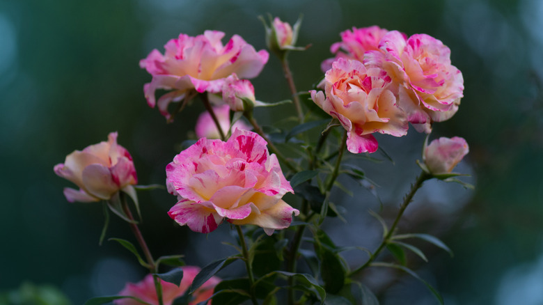 Yellow and pink roses of the Claude Monet hybrid rose