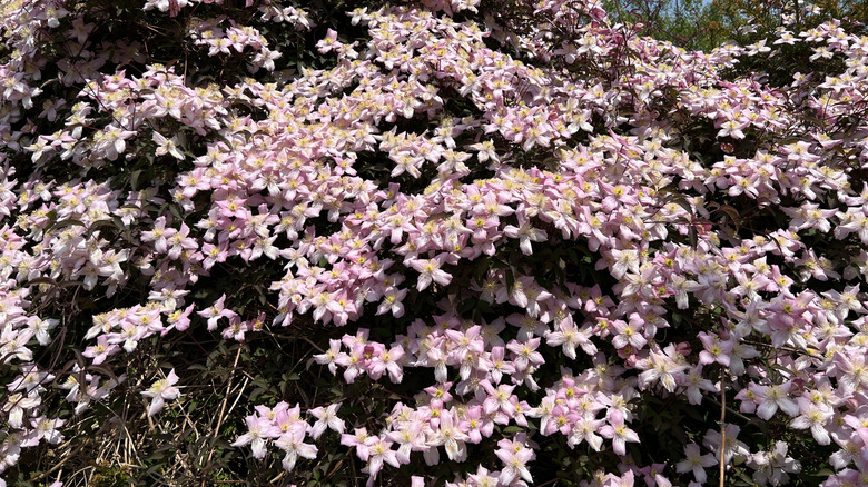 Clematis 'Elizabeth' growing over an arch