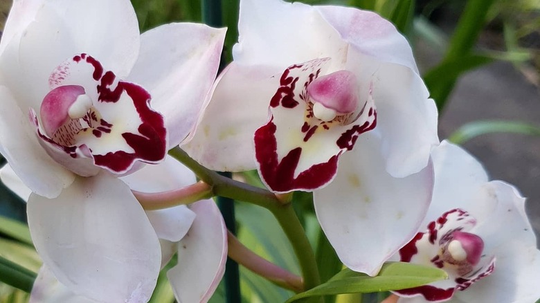 Cymbidium Vanessa Amorosi flowers in bloom