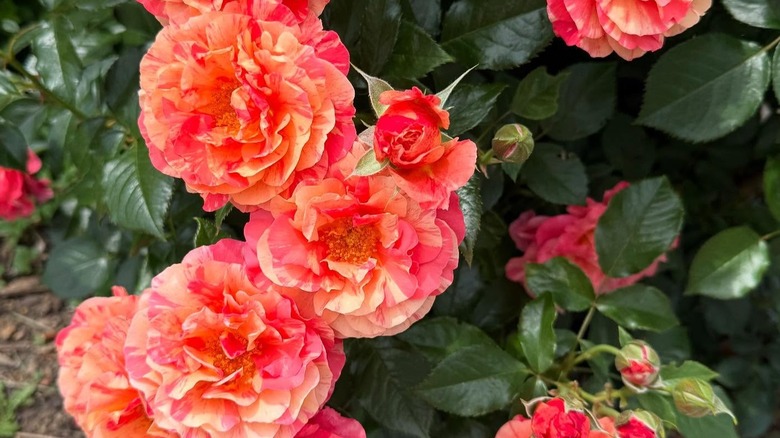 Frida Kahlo roses in bloom