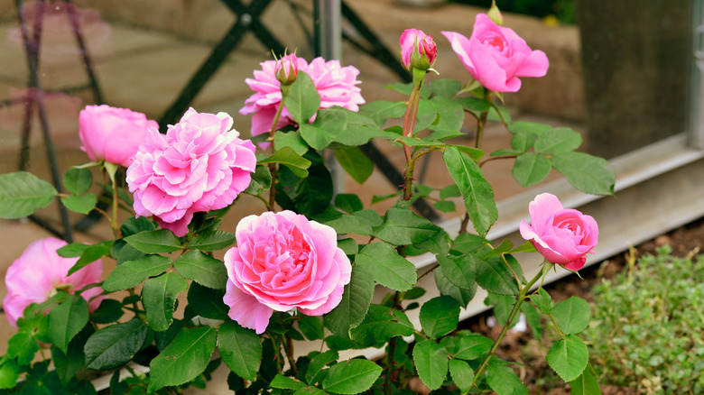 Pink rosettes of Rosa Gertrude Jekyll growing in a yard