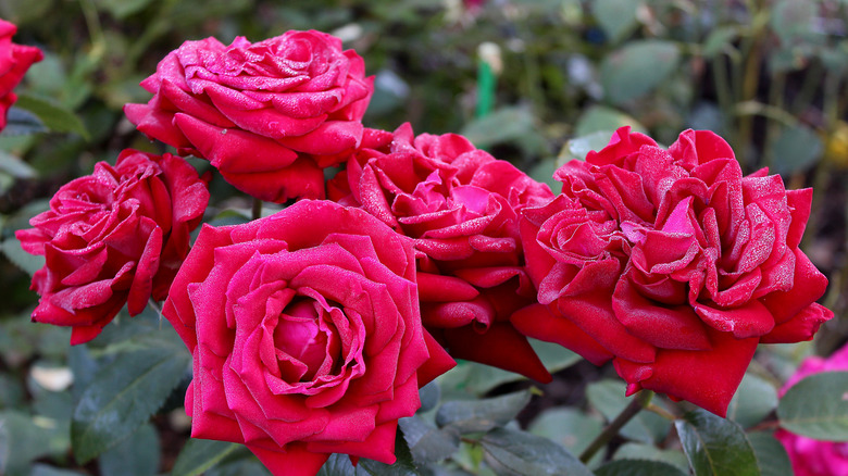 Red roses of Ingrid Bergman growing in a garden