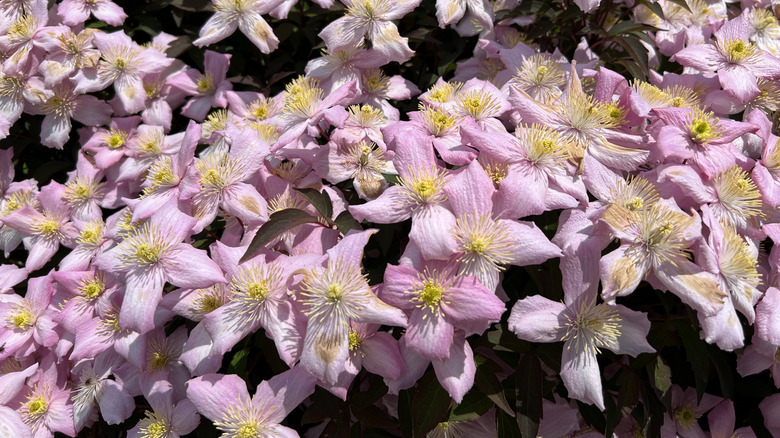 An up close view of pink roses of clematis 'Elizabeth'