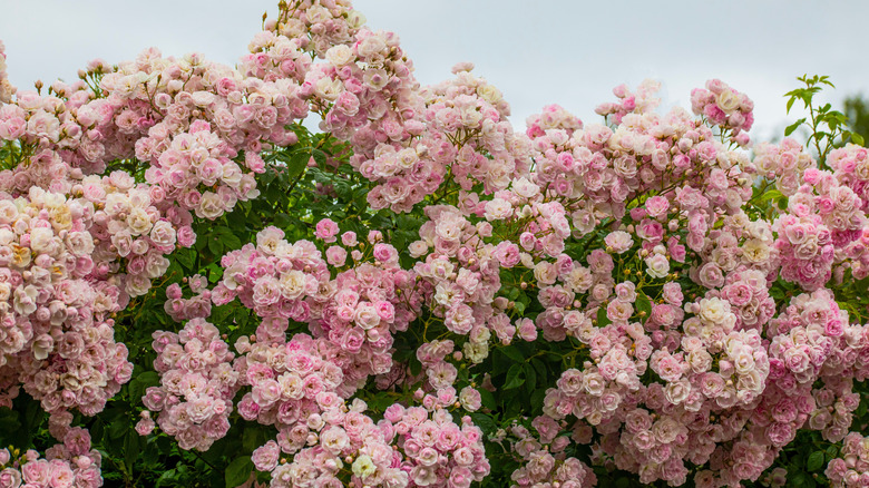 James Galway climbing roses in bloom