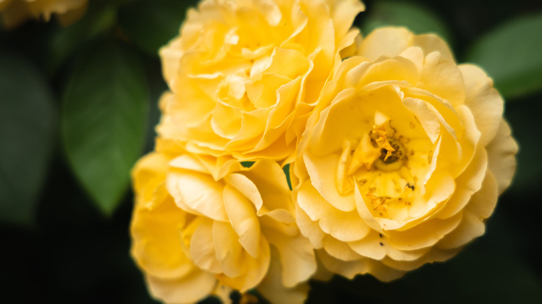 An up close view of butter yellow Julia Child roses in bloom