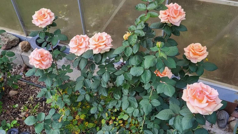 Marilyn Monroe roses blooming in a garden bed
