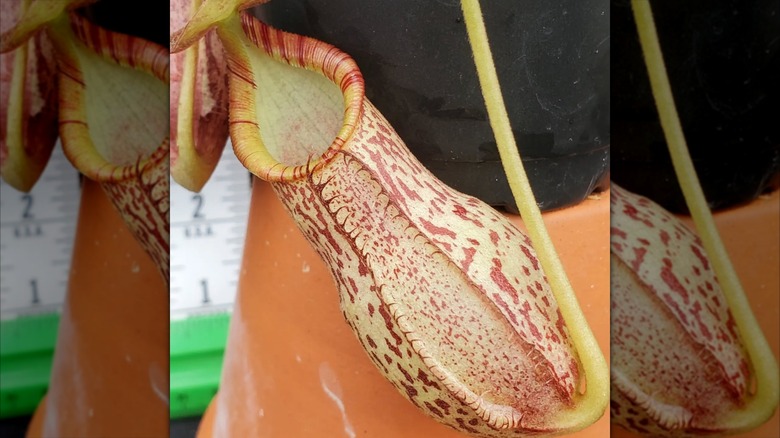 Nepenthes 'Helen' carnivorous plant
