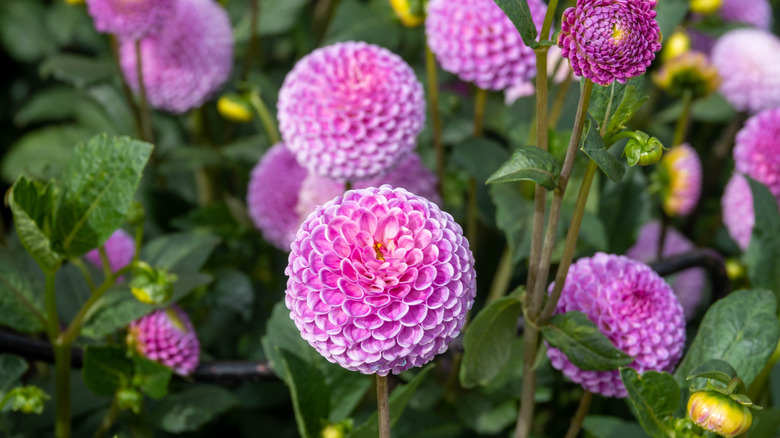 Bright pink flowers of Dahlia 'Franz Kafka'