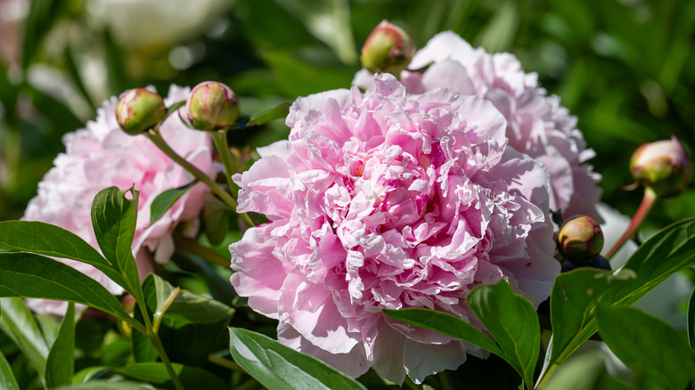 Pink Sarah Bernhardt peonies growing in garden