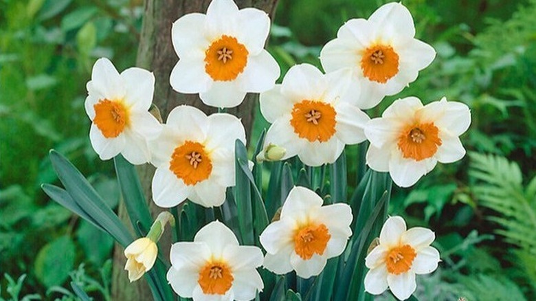 Small-cupped daffodil 'Barrett Browning' flowers in bloom