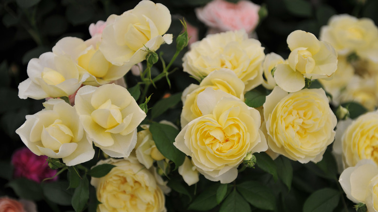 Yellow Vanessa Bell roses in bloom