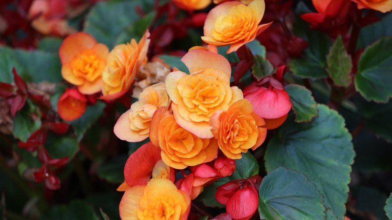 Full orange begonias in a garden