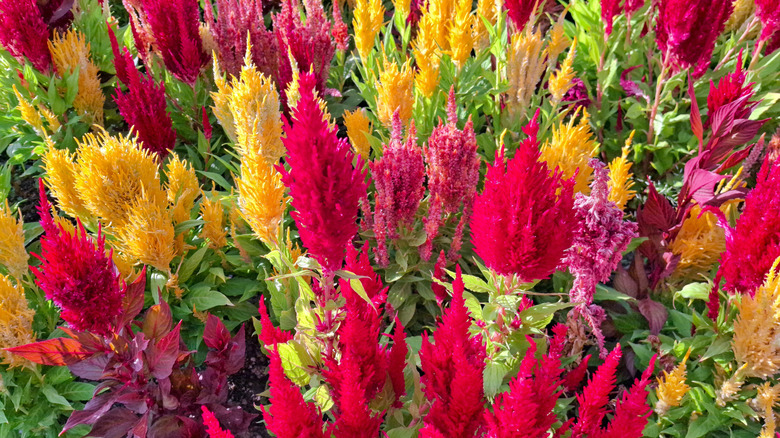 Closeup of firey flowers of the Celosia argentea
